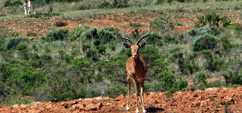 3 Bedroom Property for Sale in Outeniquasbosch Western Cape